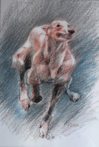 chien_sanguine.jpg